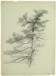 Trädstudie, Newburgh, New York, 1849